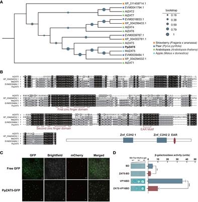 PpZAT5 suppresses the expression of a B-box gene PpBBX18 to inhibit anthocyanin biosynthesis in the fruit peel of red pear